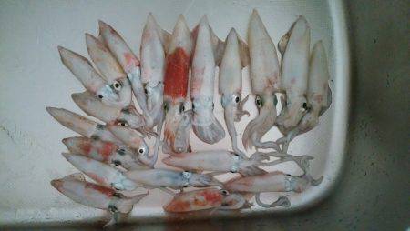 ケンサキイカ過去最多